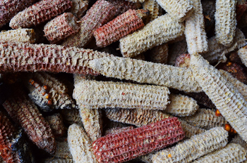 Dried Maize Corn Cobs from Kenya - Boilahit limited - Kenya